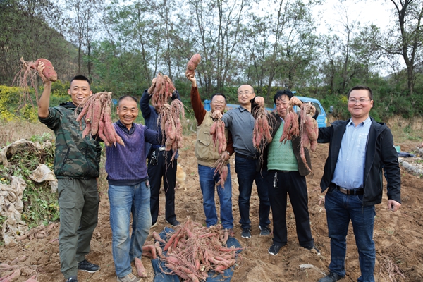 6.躬行践履,彰显担当 合作社红薯种植喜获丰收 张剑利 摄07